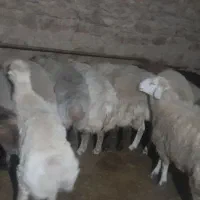 بره نره ۳۰ عدد پشم هاشو زدم|حیوانات مزرعه|شیروان (خراسان), |دیوار