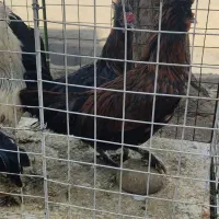 خروس کاکلی دونه ۲۵۰مفت