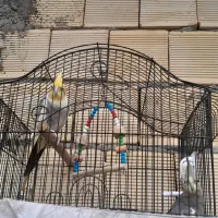 فروش عروس نروماده