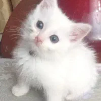 پرشین اصیل نژاد دار نر روزه باهوش