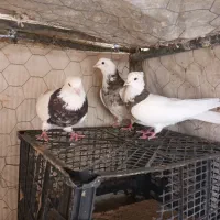 طوقی کاکولی