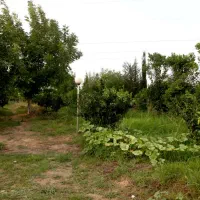 کلبه سوئیسی جنگلی ۱ خوابه. ویو ابدی رویایی، بهشت|اجارهٔ کوتاهمدت ویلا و باغ|عباسآباد, |دیوار