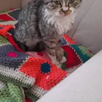 واگذاری گربه بشدت ملوس وناز