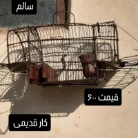 تله قفس سهره