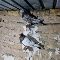 کفتر قیمت مفت