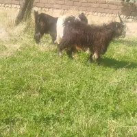 بزغاله|حیوانات مزرعه|صمصامی, |دیوار