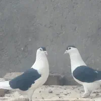 جفت خال کتف افغانی قلدور جفت نرهمچی تمام