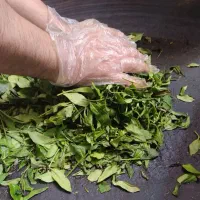 چای محلی سنتی ارگانیک و طبیعی لاهیجان