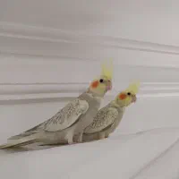 عروس هلندی|پرنده|رشت, باهنر|دیوار