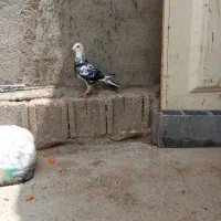 رسیدگی|پرنده|شیراز, تاچارا|دیوار