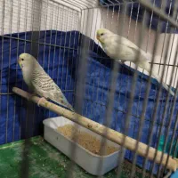 مرغ عشق خالدار چشم قرمز