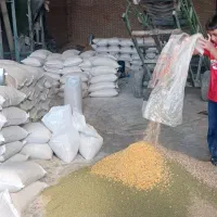 خوراک آجیلی و کنستانتره گوسفند گوساله سبک و سنگین