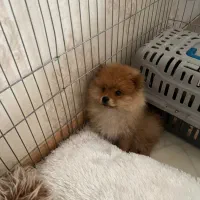 پامر خرسی نر پرتغالی