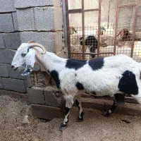 بزغاله|حیوانات مزرعه|بندر ماهشهر, |دیوار