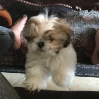 پودل کراس  عروسکی فوری