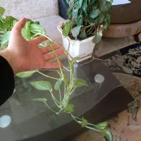 سه تا گل|گل و گیاه طبیعی|مشهد, هنرستان|دیوار
