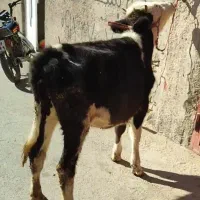 گوساله سیمنتال ماده