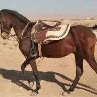 فروش اسب|اسب و تجهیزات اسبسواری|آران و بیدگل, |دیوار