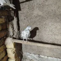 کبوترپرشی|پرنده|مبارکه, |دیوار