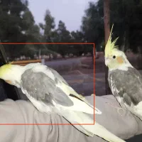 پرنده ی گمشده (عروس هلندی)|حیوانات|سمنان, |دیوار