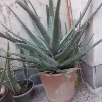 گلدان آلوئه ورا