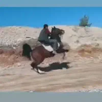 کره اسب اینده دار|اسب و تجهیزات اسب‌سواری|شیراز, شهرک سعدی|دیوار