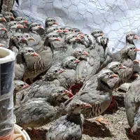 بلدرچین کوهی