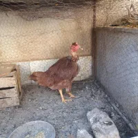 مرغ محلی گردن غاز جوان|حیوانات مزرعه|کرمان, |دیوار