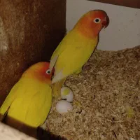 کوتوله برزیلی مولد