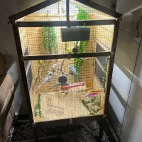 مرغ عشق با قفص چوبی