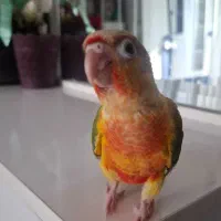 جوجه طوطی گیرینچیک|پرنده|تهران, ائمه اطهار|دیوار