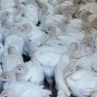 بیوتی (۶)اصل