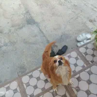 فروش دو تا سگ نر و ماده و با توله|سگ|کیاکلا, |دیوار