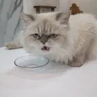 بریتیش نر اصیل و زیبا|گربه|فولادشهر, C8|دیوار