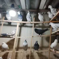 کفتر پرشی تهرانی