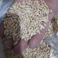 جو دوپالوبذری درحدبوجار