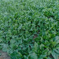 اسفناج زابلی،تمیز،از باغچه خودمان