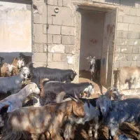 بزداشتی کهره دار و ابستن نزدیک