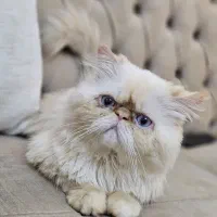 گربه نر پرشین اصیل