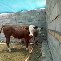 گوساله