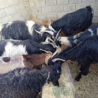 بز و دوبر|حیوانات مزرعه|شیراز, آبیاری|دیوار