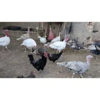 فروش بوقلمون|حیوانات مزرعه|فسا, |دیوار