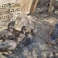 قوغاز و اردک مسکویی(اسرائیلی) رنگ خاص طوسی|حیوانات مزرعه|سمنان, |دیوار