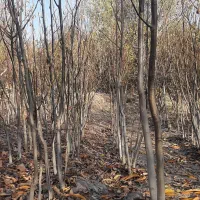 نهالستان گردو|خدمات باغبانی و درختکاری|سنندج, |دیوار