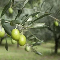 باغ-ملوسجان-زیرقیمت