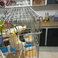 عروس هلندی لیتینو