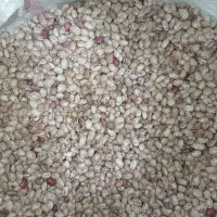 لوبیا چیتی درجه یک