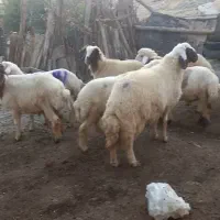 قوچ وبره|حیوانات مزرعه|کرمانشاه, |دیوار