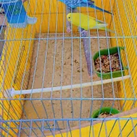 شیائومی ردمی(مرغ عشق)