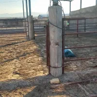 اجاره گاوداری بزرگ و مجهز|اجارهٔ دفتر صنعتی، کشاورزی، تجاری|مرودشت, محمد آباد|دیوار